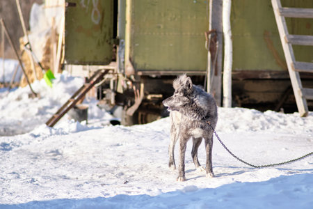 Dog on a leash in winter in the snow in a Russian village.