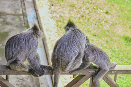 Trachypithecus cristatus in the jungles of Borneo island Malaysia