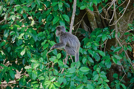 Trachypithecus cristatus in the jungles of Borneo island Malaysia