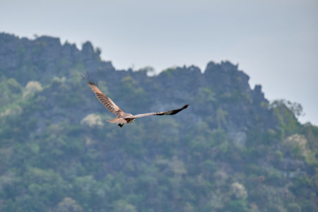 Eagle Feeding in Langkawi island Mangrove tour Kilim Geoforest Park.の写真素材