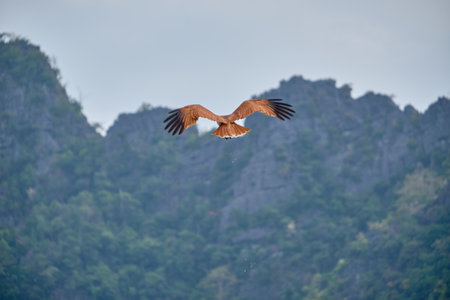 Eagle in Langkawi island Mangrove tour Kilim Geoforest Park.の写真素材