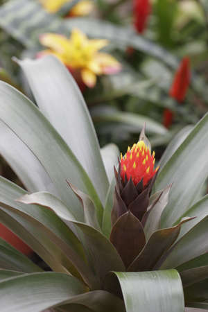 Bromeliad in Bloom