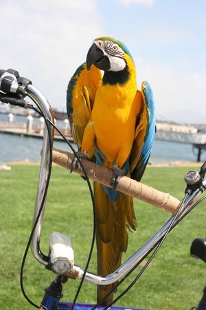 Cockatoo riding on a Bicycleの写真素材
