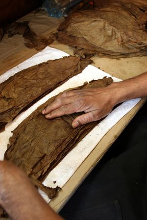 A cigar roller produces hundreds of smokes in a couple of hours, Havana, Cubaの写真素材