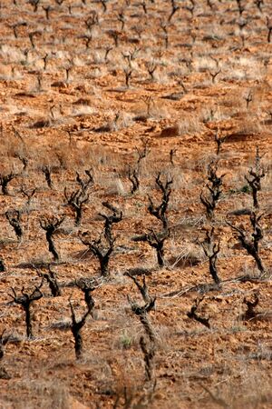 Vineyards in the Valle de Guadalupeの写真素材