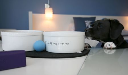 Cute Dog at an upscale pet friendly hotelの写真素材