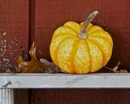 gourd and oak leaves on ladder against red shedの写真素材