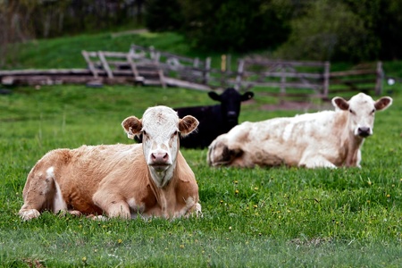 reclined cattlle group stareの写真素材