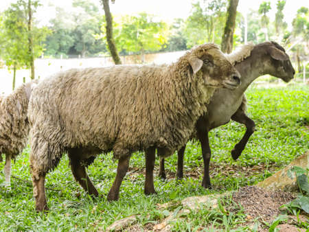 Sheep with different coats amidst natureの写真素材