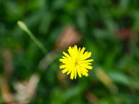 Yellow flower of a dandelion (taraxacum officinale) also known as crown-of-monk, pint and...