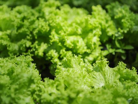 Lettuce leaves, crisp in a vegetable garden, with some blurred spots and emphasis on the texture of...
