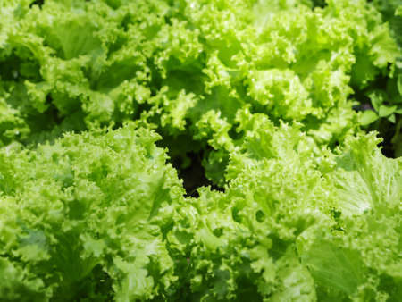 Lettuce leaves, crisp in a vegetable garden, with some blurred spots and emphasis on the texture of the vegetableの写真素材