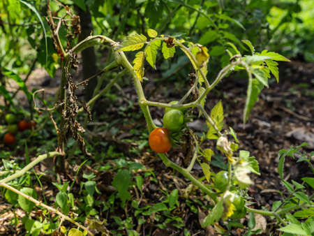 Cherry tomatoes (Solanum lycopersicum var. cerasiforme) still on the tree with other fruits around,...