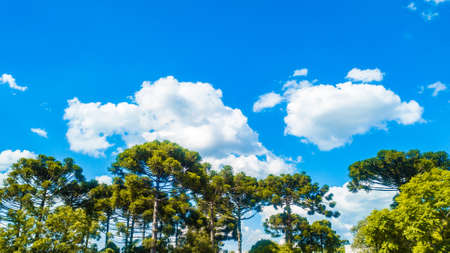 Blue sky between white clouds and below a set of trees (Araucaria angustifolia) tree symbol of the state of ParanÃ¡, southern Brazilの写真素材