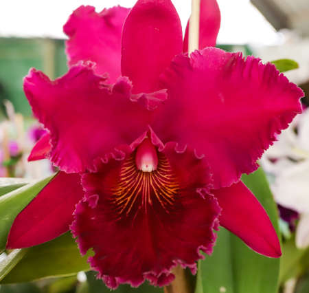 Blc Chia Lin orchid flower with center focus and rest of image blurredの写真素材
