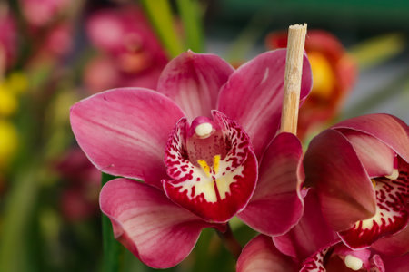 Cymbidium orchid flower with center focus and rest of image blurredの写真素材