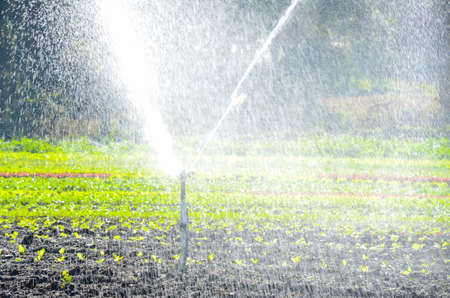 Varied planting of vegetables being irrigated with an irrigation systemの写真素材
