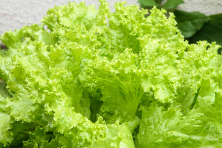 Beaded lettuce (Lactuca sativa var. Crispa), also known as curly lettuce, in a home garden, notable for its small undulations at the top of the leaves.の写真素材