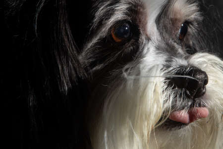 Black and white image of a lhasa apso dog with red bows, spot light and black background.の写真素材