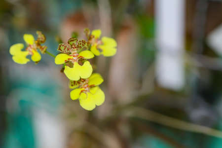 Oncidium Equitante flower with center focus and rest of image blurred