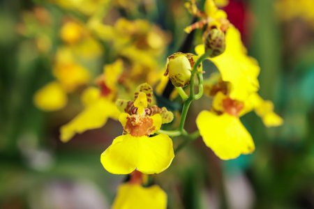 Oncidium Aloha flower with center focus and rest of image blurredの写真素材