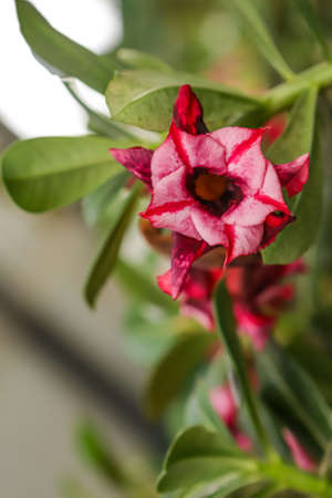 Desert Rose Yuijao flower with center focus and rest of image blurred