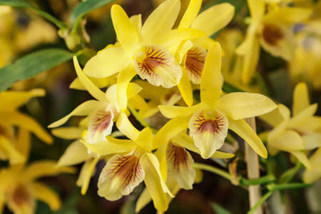 Dendrobium Stardust flower with center focus and rest of image blurredの写真素材