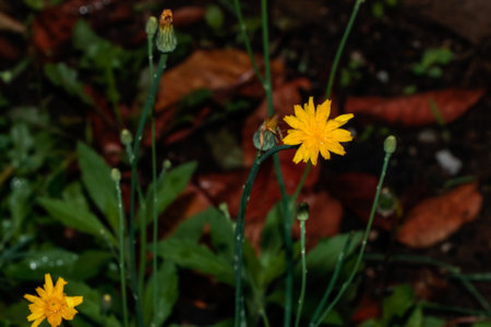 Yellow flower of Taraxacum officinale, known as dandelion, with the lighting in the flower and the...