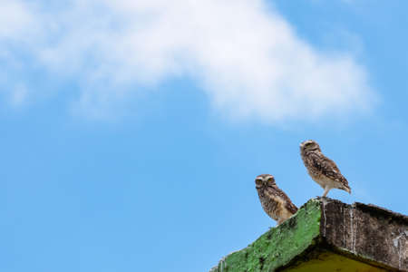 Two owls standing on a worn-out building base and the blue sky with few clouds in the background.の写真素材
