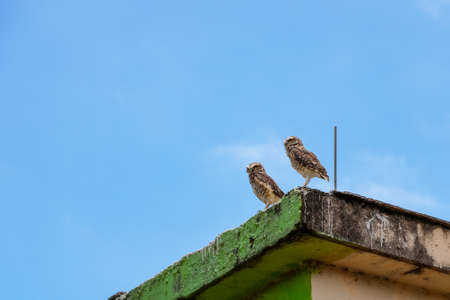Two owls standing on a worn-out building base and the blue sky with few clouds in the background.の写真素材
