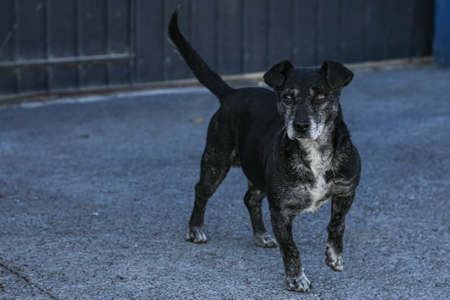 Mixed breed dog, walking on the street and looking at the camera, in black colors with white spots,...