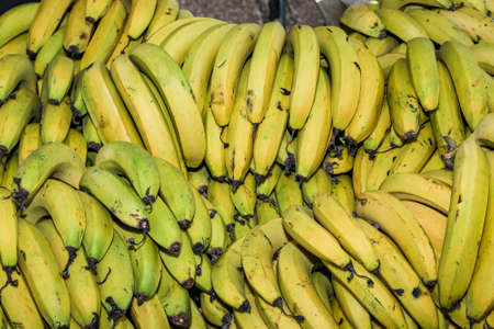 Pile of organic cockatiel-type bananas, some still unripe and others already ripeの写真素材