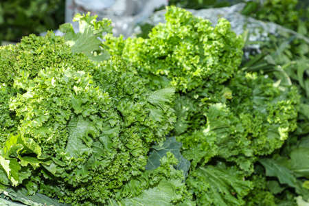 Wavy leaves with longitudinal ribs and a deep mustard green color in a fair.
