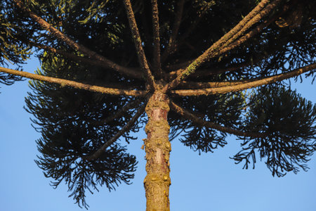 Araucaria tree (Araucaria angustifolia) dominant tree species of mixed rainforest, occurring mainly in southern Brazil, with a blue sky in the background.の写真素材