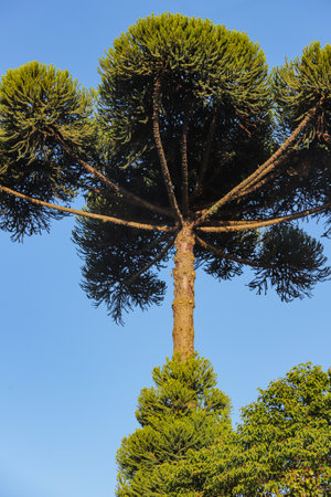 Araucaria tree (Araucaria angustifolia) dominant tree species of mixed rainforest, occurring mainly in southern Brazil, with a blue sky in the background.の写真素材