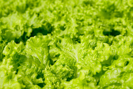 Image of hydroponic, vegetable crisp lettuce, highlighting its green color and focusing on its irregular leaves.の写真素材