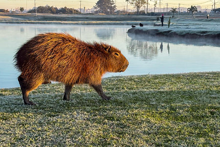 Capybara in the sunlight, in a park that can be seen in the background, on a cold morning with frost...