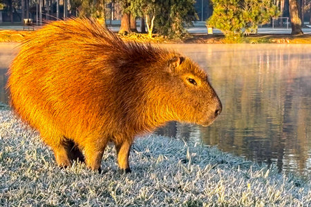 Capybara in the sunlight, in a park that can be seen in the background, on a cold morning with frost in the field.の写真素材