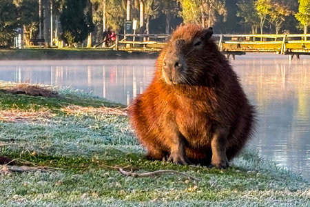 Capybara in the sunlight, in a park that can be seen in the background, on a cold morning with frost...