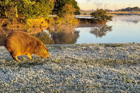 Capybara in the sunlight, in a park that can be seen in the background, on a cold morning with frost in the field.の写真素材