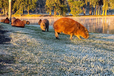 Capybaras in the sunlight, in a park that can be seen in the background, on a cold morning with frost in the field.の写真素材