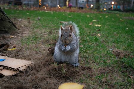 Squirrel eating a nutの写真素材