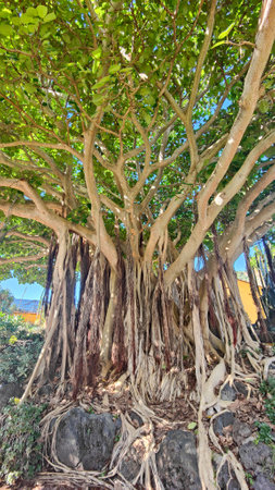 Banyan tree in the garden at Grand Canariaの写真素材