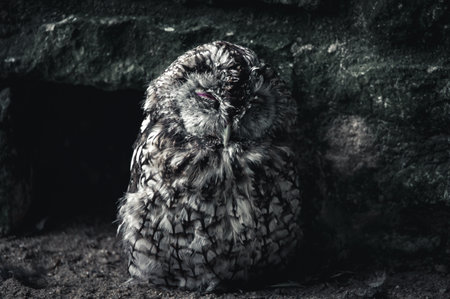 A mysterious owl with intense eyes symbolizes beauty and wisdom in the quiet forestの写真素材