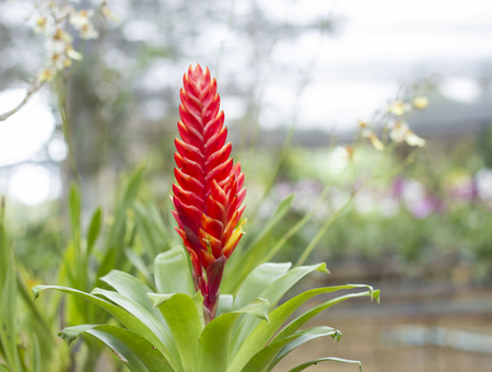 Bromeliads flowerの写真素材
