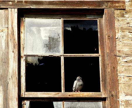 Pigeonの写真素材