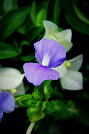 violent flowerの写真素材