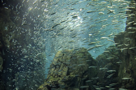 amazing fishes swimming in Japan ocean parkの写真素材