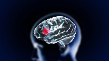 the crystal brain render for medical and biology conceptの写真素材