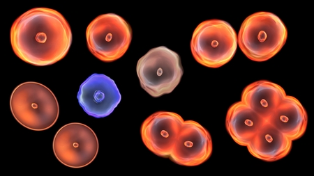 Abstract illustration of cells in mitosis and multiplication of cells for beauty and biology conceptの写真素材